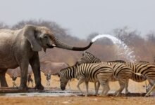 etosha 2 4