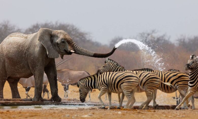 etosha 2 4