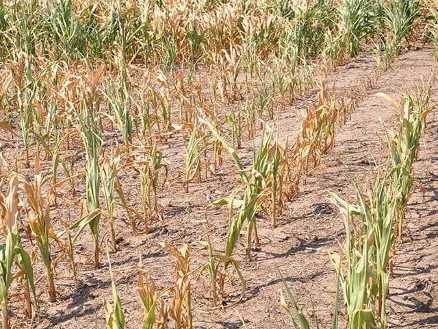 Severe drought in the northern parts of Ghana 