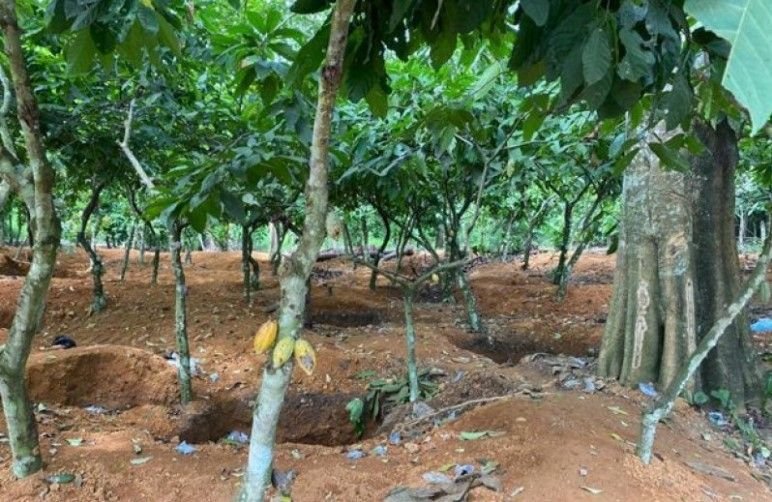 Galamsey-Destroyed Cocoa Farms 